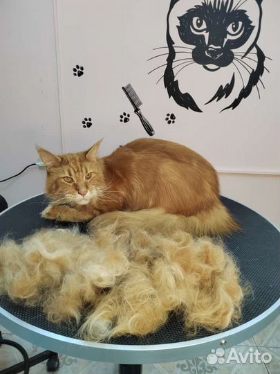 Услуги грумера