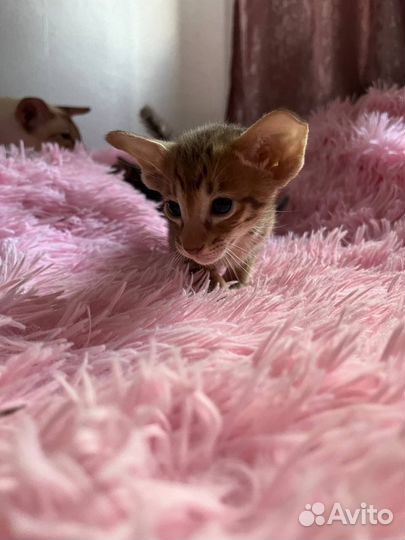 Орентальный котенок