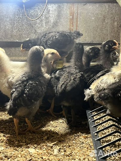 Цветной бройлер 15 дней