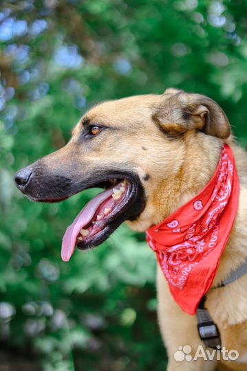 Лео ждет семью в приюте