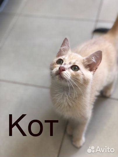 Котята в добрые руки