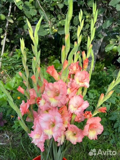 Цветы гладиолусы
