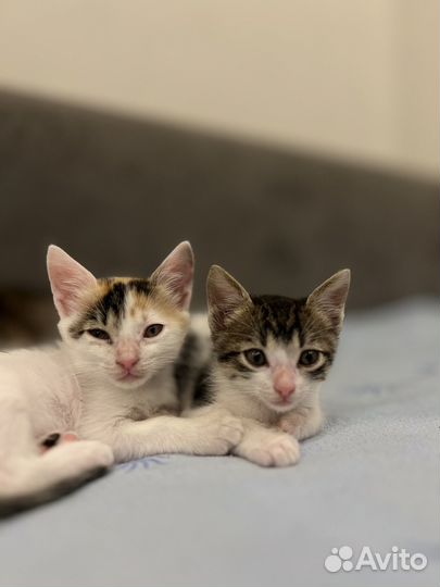 Котята