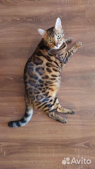 Бенгальская