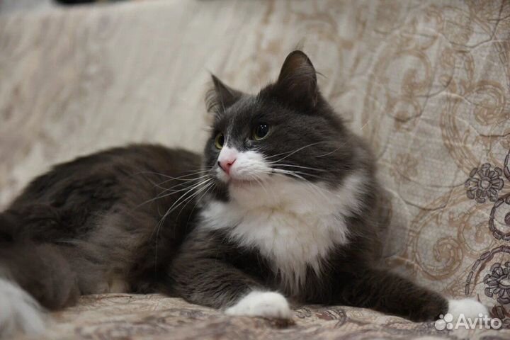 Котик Снежок ищет семью