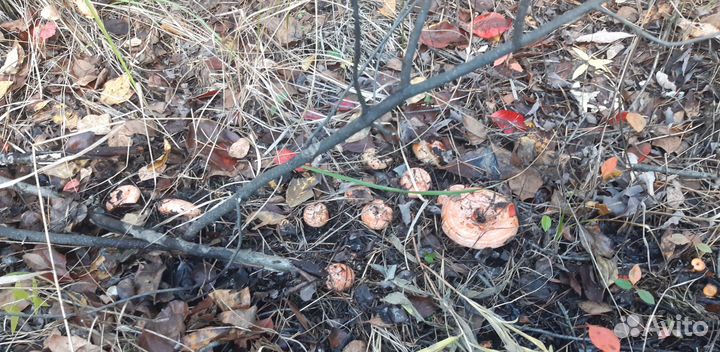 Грибы грузди,рыжики соленые