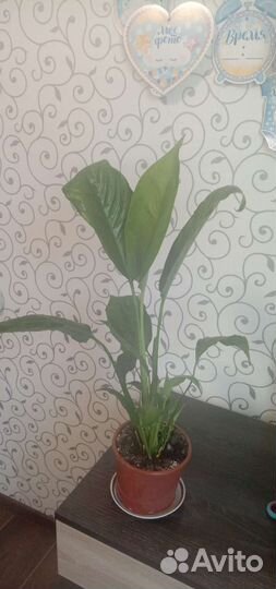 Комнатные цветы