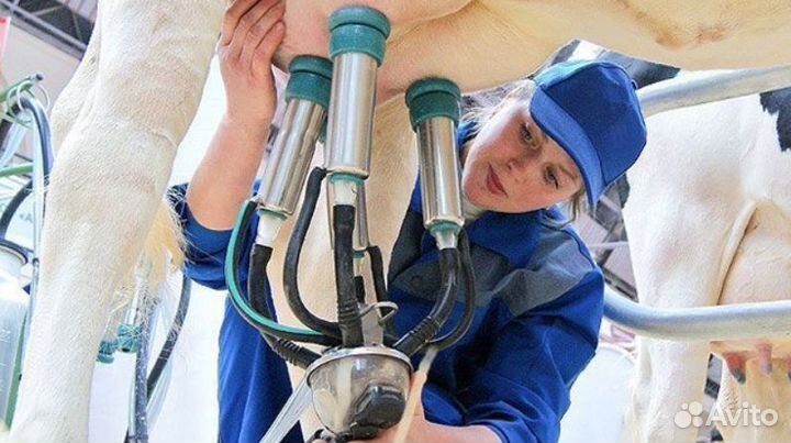 Доярка С Проживанием/Ферма