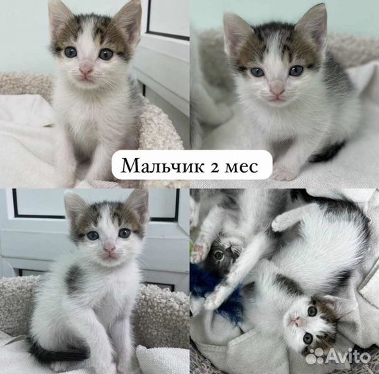 Котята в добрые руки