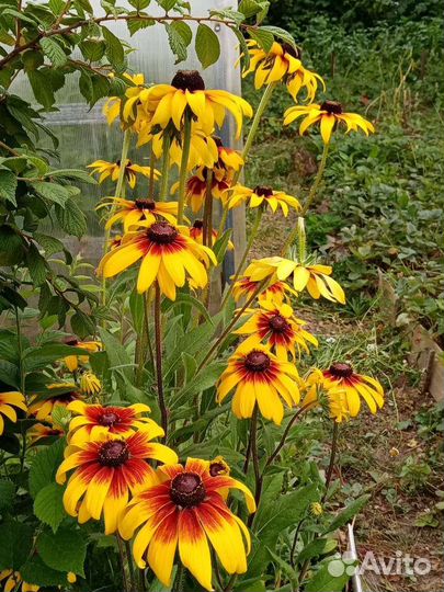 Рассада многолетних садовых цветов