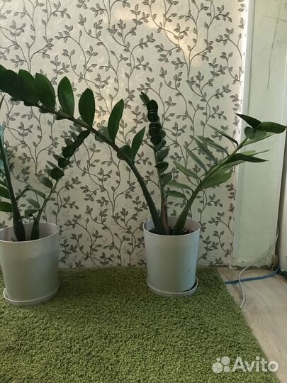 Замиокулькас