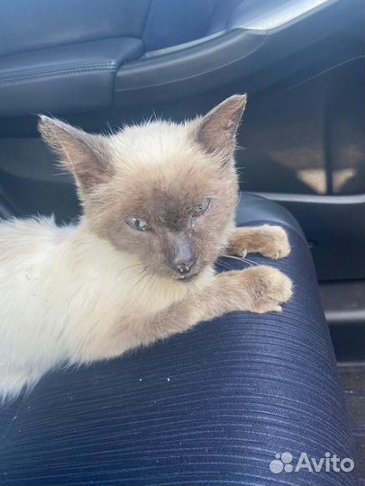 Кот в добрые руки