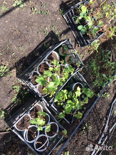 Саженцы винограда