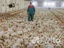 Разнорабочий птицефабрики вахта