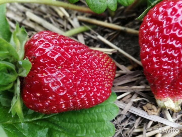 Клубника. Рассада Купчиха Кардинал Альба Эльвира