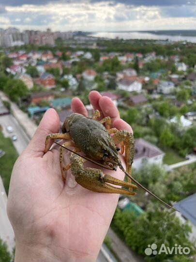 Живые раки с доставкой