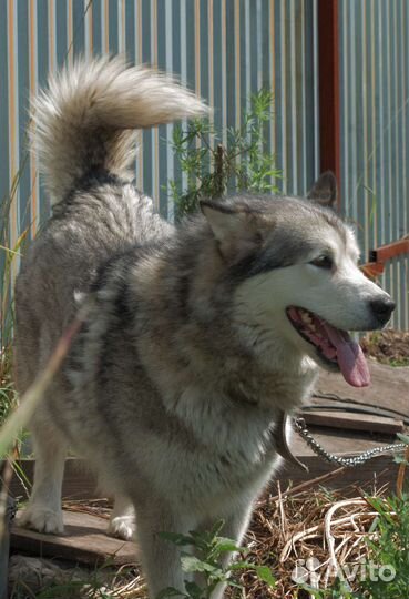 Маламут в добрые руки