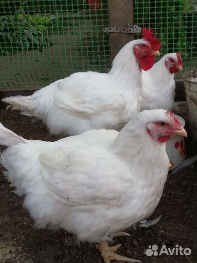 Мясо домашней птицы (курица) -доставка