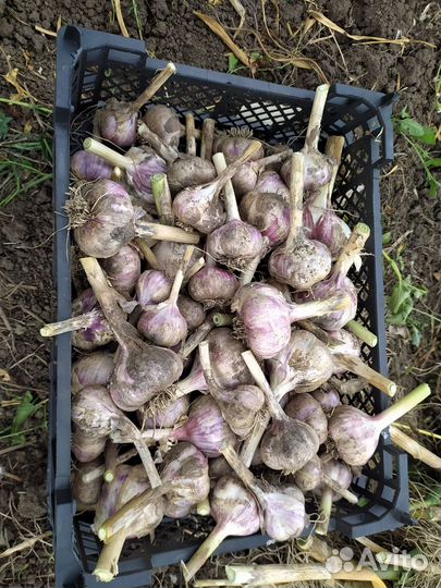 Чеснок озимый