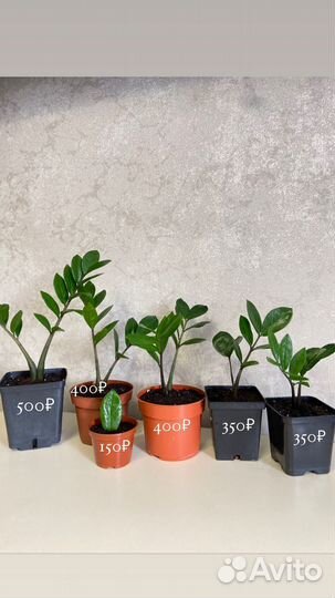 Замиокулькас