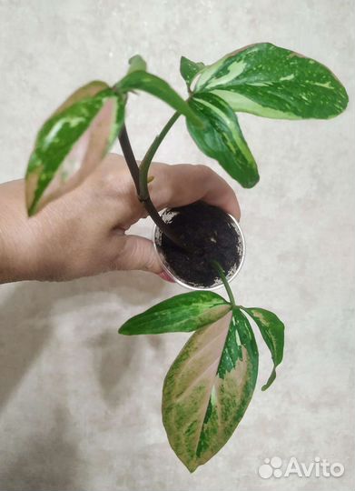 Сингониумы