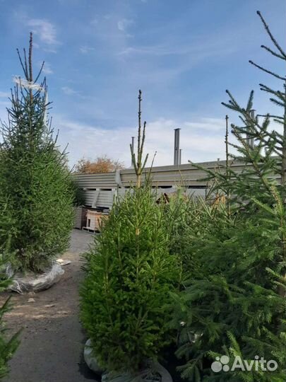 Ель зеленая