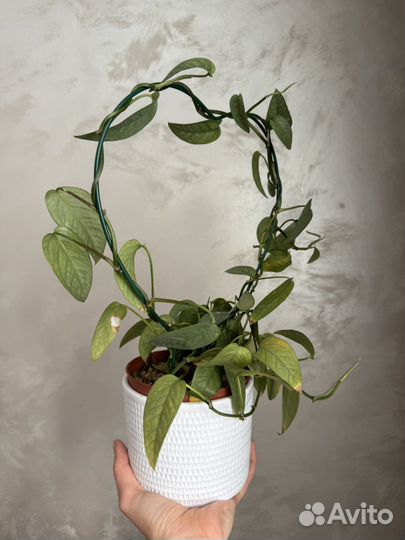 Сциндапсус себу блю