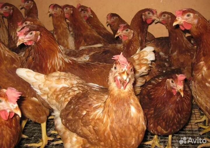 Курица несушка молодняк