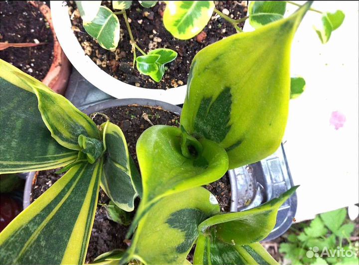 Сансевиерия голден Флейм