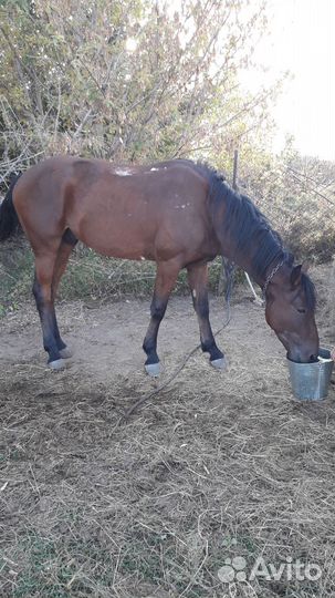 Продажа лошадей
