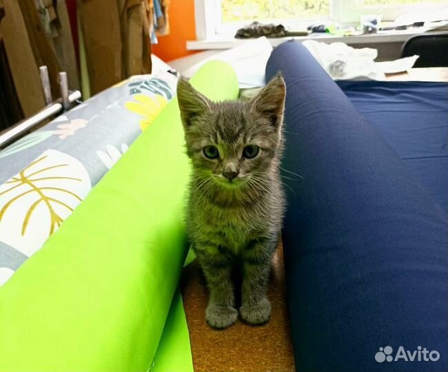 Котик в дар