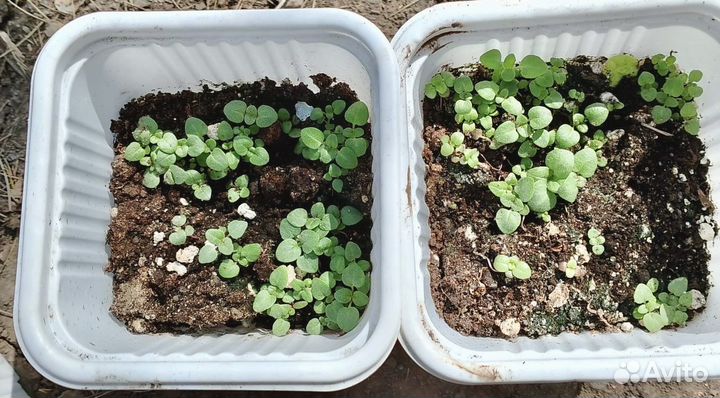 Душица (орегано) рассада