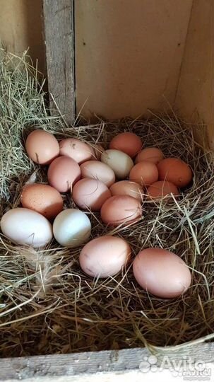 Домашние куриные яйца, диетические