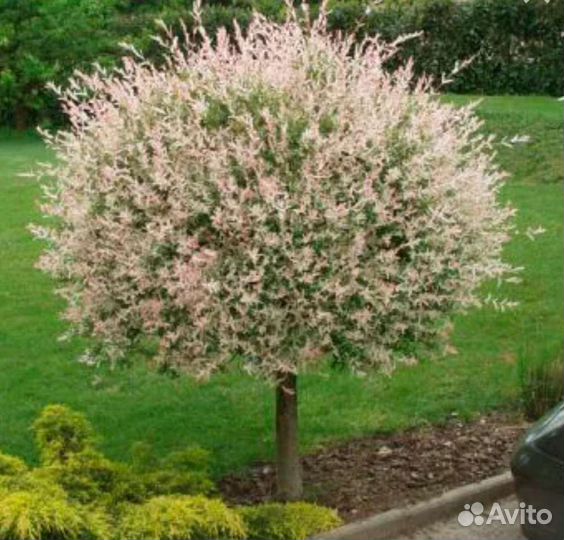 Ива хакуро нишики на штамбе