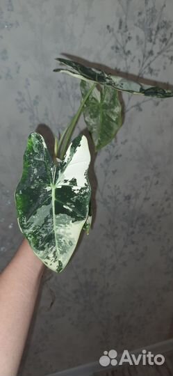 Алоказия мишольца вариегатная, клубень