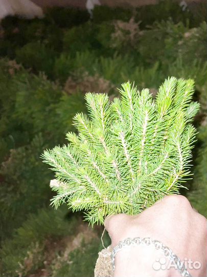 Саженцы сосны в розницу