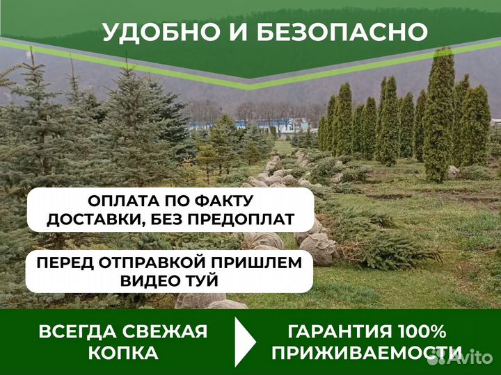 Премиальные туи из питомника