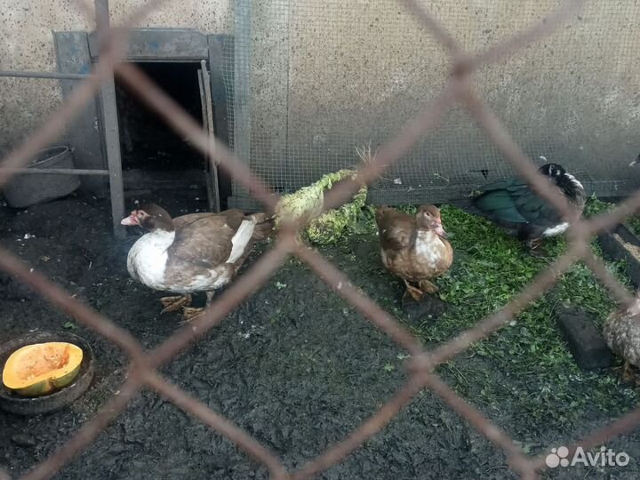 Мускусные утки