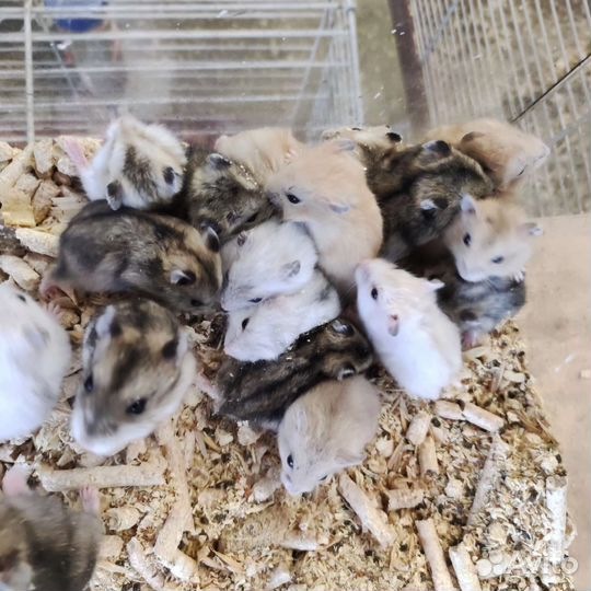 Джунгарский хомяк и сирийские хомяки