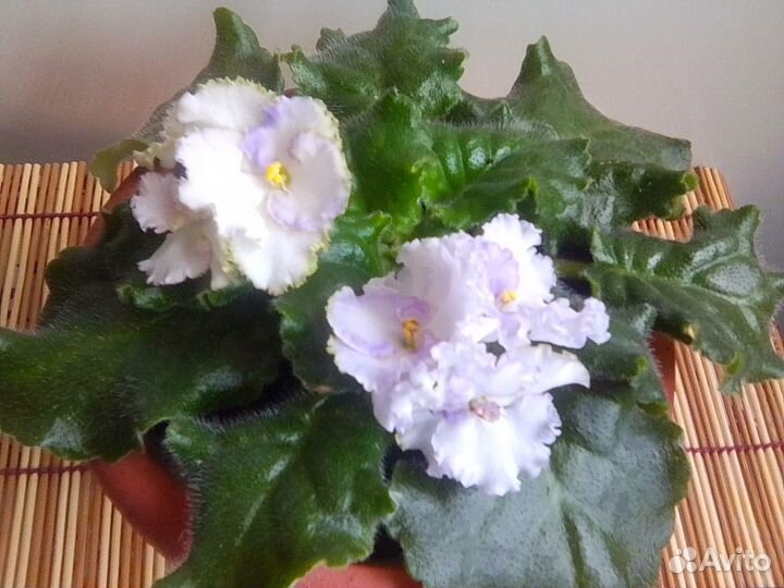 Фиалка Литуаника и др. с горшком