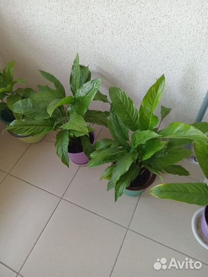 Спатифиллум