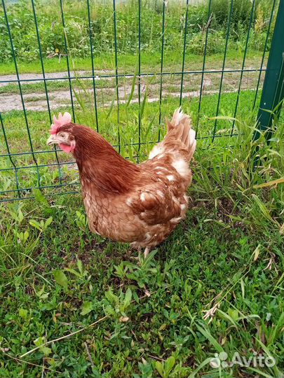 Продаются куры-несушки