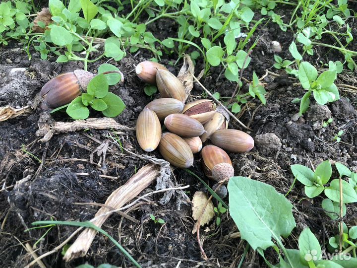 Желудь, желуди дуба для поделок