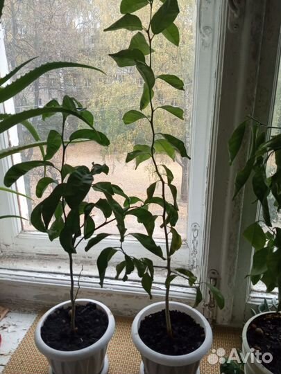 Лимонное дерево