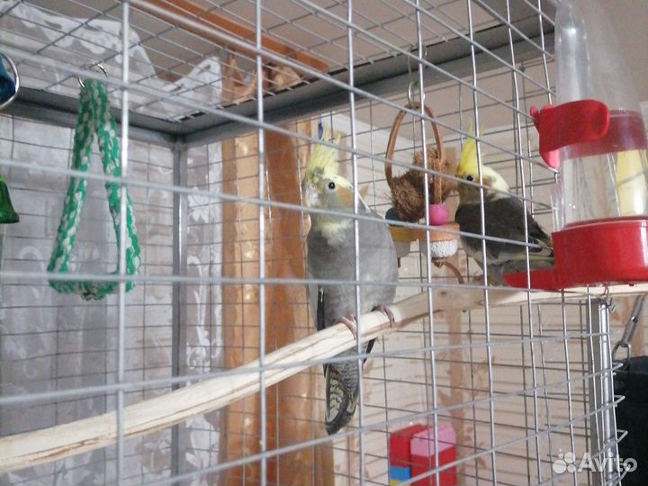 Попугай корелла птенец