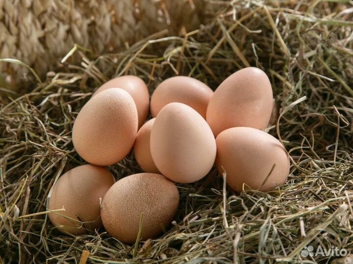 Яйца Цесариные