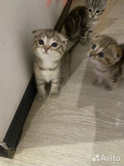 Шотландскик котята вислоухие