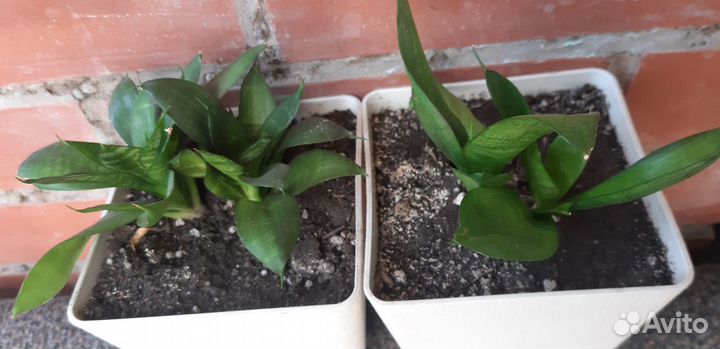 Сансевиерия. Комнатное растение