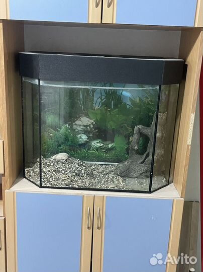 Аквариум