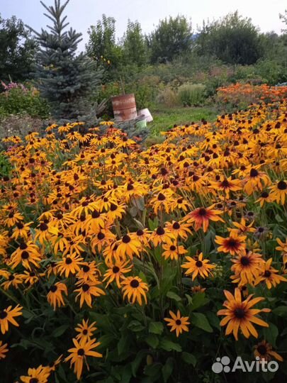 Рассада рудбекии